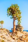 Cactus Trees In Galapagos Islands Stock Photo