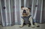 English Bulldog Sit On The Floor Stock Photo