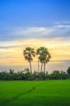 Rice Fields And Sky Stock Photo