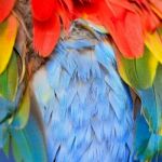 Scarlet Macaw Feathers Stock Photo