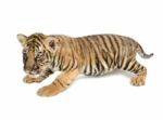 Baby Bengal Tiger Stock Photo