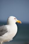 Seagull Bird Stock Photo