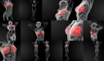 3d Rendering Female Breast Anatomy X-ray Stock Photo