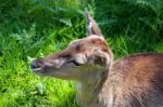 Close-up Of A Red Deer (cervus Elaphus) Hind Stock Photo