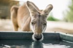 Kangaroo Outside During The Day Stock Photo