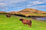 Highland Angus Cow Stock Photo