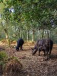 Cows Grazing For Acorns In The Ashdown Forest Stock Photo