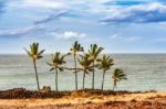 Palm Trees At The Coast In Big Island Of Hawaii Stock Photo