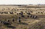 Herd Of Sheep Stock Photo