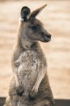 Kangaroo Outside Stock Photo