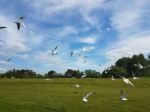 Flock Of Birds Stock Photo