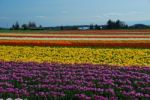 Tulips Stock Photo