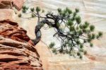 Stunted Tree On A Rocky Outcrop Stock Photo