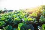 Cabbage Planted On The Mountain Stock Photo