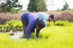 Thai Farmer Working In Rice Field Stock Photo