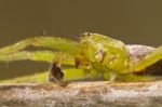 Green Huntsman Spider (micrommata Virescens) Stock Photo