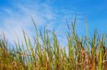 Grass With Blue Sky Stock Photo