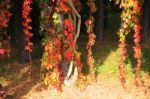 Red And Yelow Leaves In Autumn  Park Stock Photo