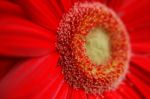 Red Flower Stock Photo