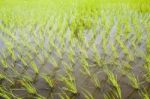 Rice Field Stock Photo