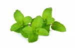 Fresh Mint Isolated On The White Background Stock Photo