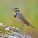 Bluethroat Bird Stock Photo