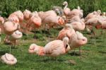 Flamingos Stock Photo