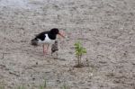 Oystercatcher (haematopus Ostralegus) With Chick Stock Photo