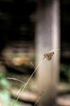 Speckled Wood Butterfly (pararge Aegeria) Stock Photo