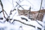 Lynx Lurking In A Winter Forest Stock Photo