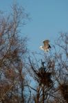 Herons On The Nest Stock Photo