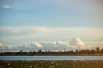 Lotus Leaf In The Lake With The Sky Stock Photo