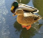 Mallard Ducks On The Ice Stock Photo