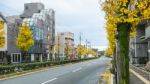 Autumn In Japan, Season Change In Japan, Ginkgo Biloba On The Wa Stock Photo