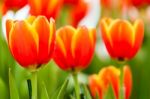 Orange And Yellow Tulips Stock Photo