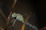 
Dragonfly Wings Perched On Twigs Warm Sunshine Stock Photo