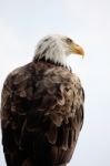 American Bald Eagle Stock Photo