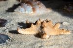 Thorney Starfish Stock Photo