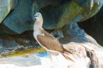 Blue Footed Booby In Galapagos, Ecuador Stock Photo