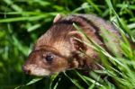 Close-up Shot Of An European Polecat Stock Photo