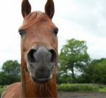 Horse Snorting Stock Photo