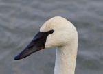 Beautiful Image With A Wild Serious Trumpeter Swan Stock Photo