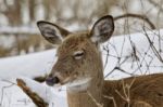 Beautiful Image Of A Sleepy Wild Deer In The Snowy Forest Stock Photo