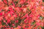 Red And Orange Leaves Of The Liquidambar Under The Autumn Rain Stock Photo