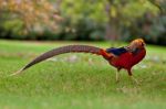 Golden Pheasant Or Chinese Pheasant Stock Photo