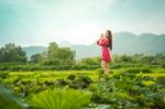 Beautiful Young Attractive  Asian Women In Red Dress On Sunrise Beautiful Nature Background Of The Mountains And Lotus Garden Image Of Happy  Camping, Travel, Lifestyle Resting , Relaxing Concept Vintage Style Stock Photo