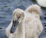 The Close-up Of A Mute Swan Stock Photo