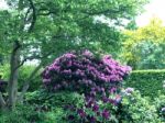 Rhododendron-flowers In The Park Stock Photo