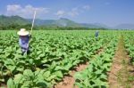 Tobacco Plantation In Northern Thailand Stock Photo