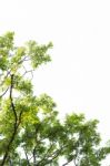 Under The Tree With Branch Stock Photo